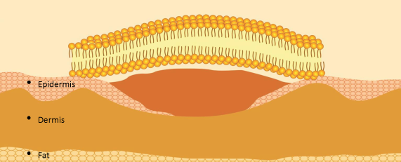 Section Image